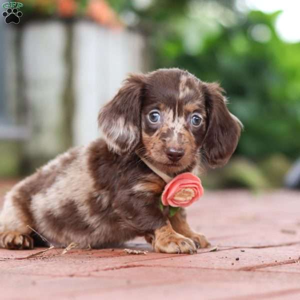 Luna, Dachshund Puppy